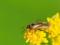 Plagiognathus_arbustorum.jpg