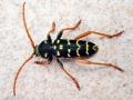 Plagionotus arcuatus