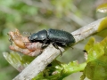 Platycerus_caraboides_Maennchen.jpg