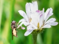 Platycheirus albimanus
