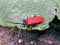 Platycis_minutus.jpg