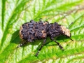 Platyrhinus_resinosus.jpg