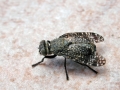 Platystoma_seminationis.jpg