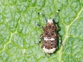 Platystomos_albinus_Weibchen.jpg