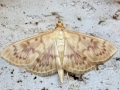 Pleuroptya_ruralis.jpg