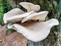Pleurotus dryinus