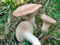 Pleurotus_eryngii.jpg