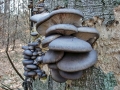 Pleurotus ostreatus