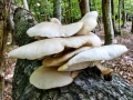 Pleurotus_pulmonarius.jpg