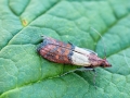 Plodia_interpunctella.jpg