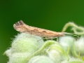 Plutella_xylostella.jpg