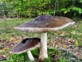 Pluteus_cervinus.jpg