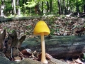 Pluteus leoninus