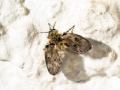 Pneumia_trivialis.jpg