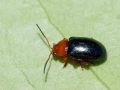 Podagrica_fuscicornis.jpg