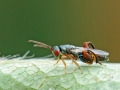 Podagrion_pachymerum_Maennchen.jpg