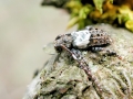 Pogonocherus_hispidulus.jpg