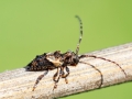 Pogonocherus_hispidus.jpg