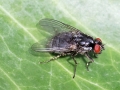 Polietes_domitor_Weibchen.jpg