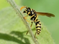 Polistes_dominula_Weibchen.jpg