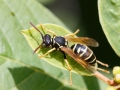 Polistes_nimpha.jpg