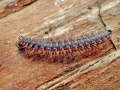 Polydesmus angustus