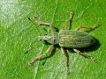 Polydrusus formosus
