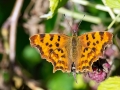 Polygonia c-album