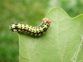 Polyploca_ridens_Raupe.jpg