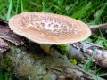 Polyporus_tuberaster.jpg