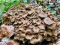 Polyporus umbellatus