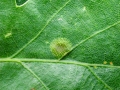 Polystepha malpighii