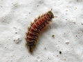 Polyxenus lagurus