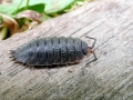Porcellio_scaber.jpg