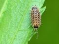 Porcellio_spinicornis.jpg