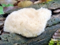 Postia ptychogaster