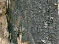 Praetumpfia_obducens.jpg