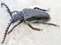 Prionus coriarius