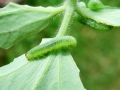 Pristiphora_rufipes_Larve.jpg