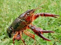 Procambarus_clarkii.jpg