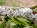 Prociphilus bumeliae