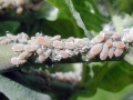 Prociphilus_fraxini.jpg