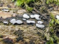 Propolis farinosa