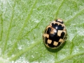 Propylea quatuordecimpunctata