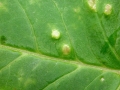 Protomyces_macrosporus.jpg