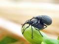 Protopirapion atratulum