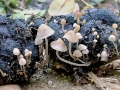 Psathyrella berolinensis