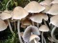 Psathyrella_candolleana.jpg