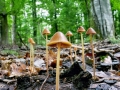 Psathyrella_conopilus.jpg