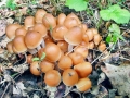 Psathyrella_multipedata.jpg